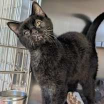 Thumbnail photo of Sidewinder #2