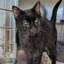 Thumbnail photo of Sidewinder #3