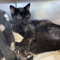 Thumbnail photo of Sidewinder #4