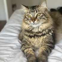 Thumbnail photo of Musu #1