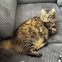 Thumbnail photo of Musu #3