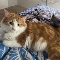 Thumbnail photo of Patoodie (Tu Tu) #4