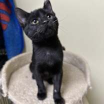 Thumbnail photo of Oreo #3