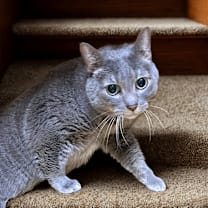 Thumbnail photo of Charlie #4