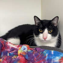 Thumbnail photo of Zuko #2