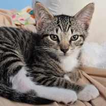 Thumbnail photo of Hudson #4