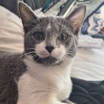 Thumbnail photo of Jessicats : Jasper #4