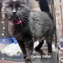 Thumbnail photo of CYNTHIA #1