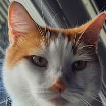 Thumbnail photo of Flower Bud #1