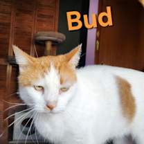 Thumbnail photo of Flower Bud #2