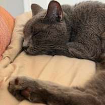 Thumbnail photo of Theo #4