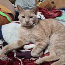 Thumbnail photo of Maynard #1