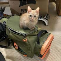 Thumbnail photo of Tommy #1