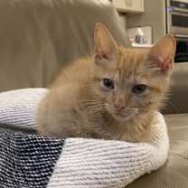 Thumbnail photo of Tommy #3