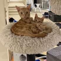 Thumbnail photo of Stella #2