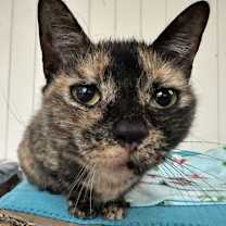 Thumbnail photo of Autumn #3