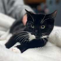 Thumbnail photo of Bruno Stanton - adopt with Mil #3