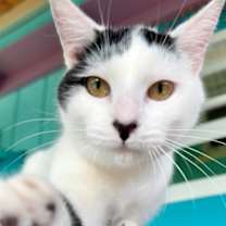 Thumbnail photo of Poe #1