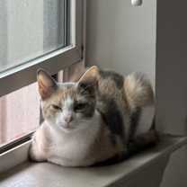 Thumbnail photo of Maple #4