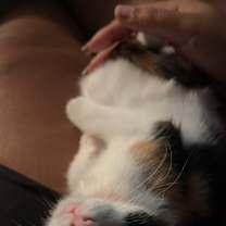 Thumbnail photo of Cookie #2