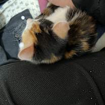 Thumbnail photo of Cookie #3