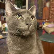 Thumbnail photo of Smokey #1