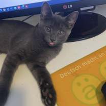 Thumbnail photo of Smokey #2