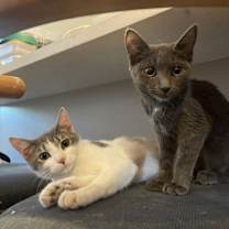 Thumbnail photo of Ember #3