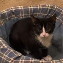 Thumbnail photo of Felix #1