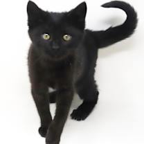 Thumbnail photo of Octavia #4