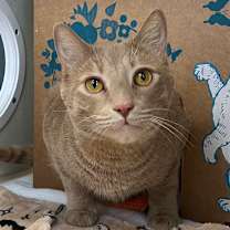 Thumbnail photo of Milo (Holland Cat Cove) #1