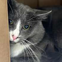 Thumbnail photo of Sahasi  #1