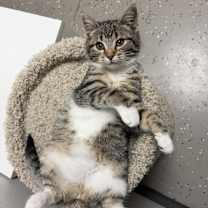 Thumbnail photo of Keahi #2