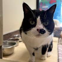 Thumbnail photo of Corn Pop #3