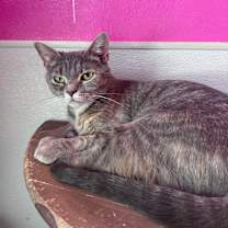 Thumbnail photo of Mrs. Claws #1