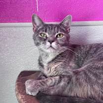 Thumbnail photo of Mrs. Claws #4