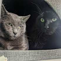 Thumbnail photo of Linguine  #1