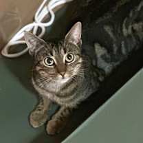 Thumbnail photo of Mama Mia  #2