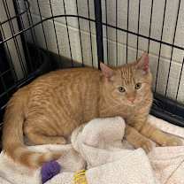 Thumbnail photo of Frappe #1