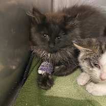 Thumbnail photo of Fuzzy Lumpkins #2