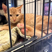 Thumbnail photo of Frappe #2