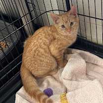 Thumbnail photo of Frappe #3