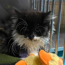 Thumbnail photo of Girl Todd #2