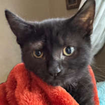 Thumbnail photo of 1388 Phantom #3