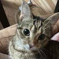 Thumbnail photo of Ziti #1