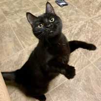 Thumbnail photo of Figgy Pudding #1