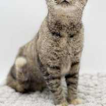 Thumbnail photo of Missy #2