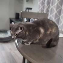 Thumbnail photo of Epi #2