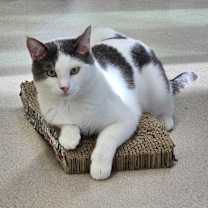 Thumbnail photo of Heartsie #1