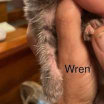 Thumbnail photo of Wren #2